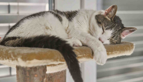 Quelle marque arbre à chat ?