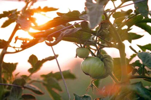 Comment faire un réaménagement de jardin ?